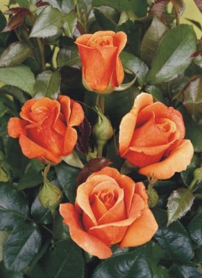 cherry brandy_g.jpg (45.17 KiB) Osservato 603 volte cherry brandy_g.jpg