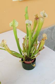 1174577_645236228833843_146174566_n.jpg 1174577_645236228833843_146174566_n.jpg