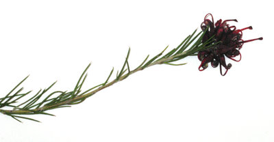 IMG_0101.JPG (134.41 KiB) Osservato 709 volte IMG_0101.JPG