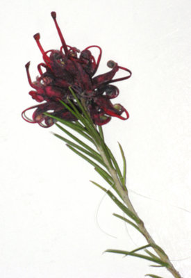 IMG_0102.JPG (157.89 KiB) Osservato 709 volte IMG_0102.JPG