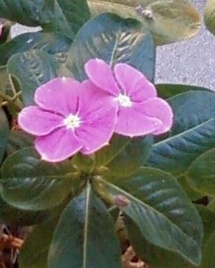 pianta fiore.JPG pianta fiore.JPG