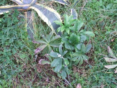 ELLEBORO.JPG (61.71 KiB) Osservato 768 volte ELLEBORO.JPG