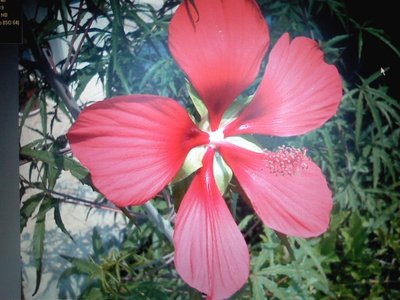 P31-05-10_17.11.jpg (114.42 KiB) Osservato 796 volte P31-05-10_17.11.jpg