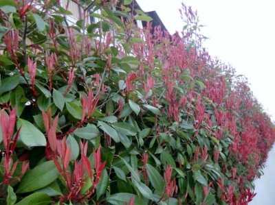 Photinia Xfraseri Red Robin / Red Robin.jpg Red Robin.jpg