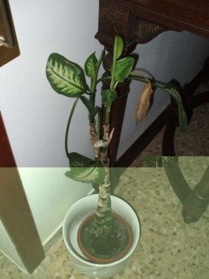 DSCF2289.JPG (43.32 KiB) Osservato 564 volte DSCF2289.JPG