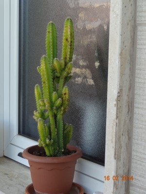 pianta1.jpg (288.2 KiB) Osservato 509 volte pianta1.jpg