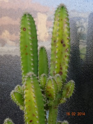 pianta1a.jpg (313.28 KiB) Osservato 509 volte pianta1a.jpg