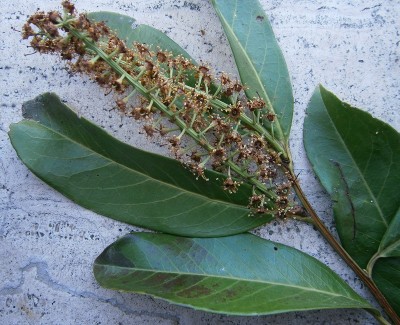 P4100001.JPG (279.63 KiB) Osservato 3373 volte P4100001.JPG