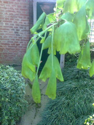 Ginkgo.jpg (42.91 KiB) Osservato 677 volte Ginkgo.jpg