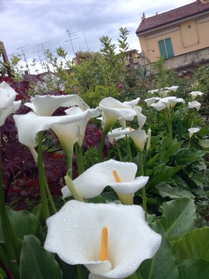 foto 4.JPG (395.75 KiB) Osservato 491 volte foto 4.JPG