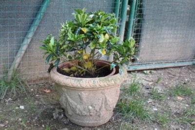 IMG_4415.JPG (87.95 KiB) Osservato 477 volte IMG_4415.JPG