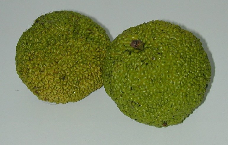 Frutto1.jpg Frutto1.jpg