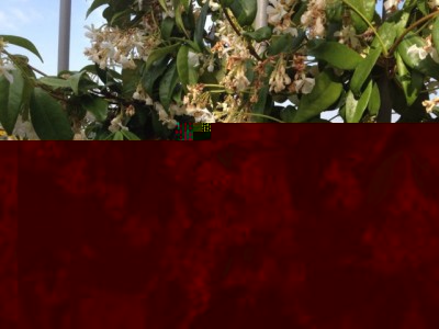 Gelsomino sofferente / IMG_2753 (FILEminimizer).jpg IMG_2753 (FILEminimizer).jpg