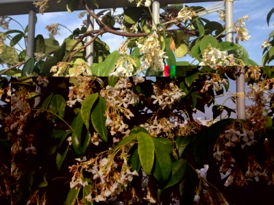 Gelsomino sofferente / IMG_2754 (FILEminimizer).jpg IMG_2754 (FILEminimizer).jpg