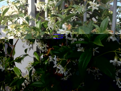 Gelsomino sano / IMG_2755 (FILEminimizer).jpg IMG_2755 (FILEminimizer).jpg