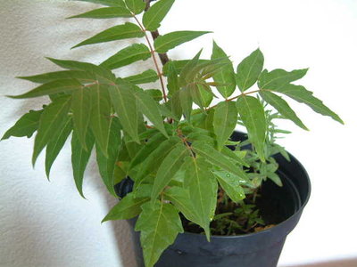 bignonia-forse1b.JPG (32.54 KiB) Osservato 763 volte bignonia-forse1b.JPG