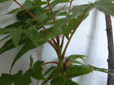 vi mostro anche come si innestano le foglie sul tronco / bignonia-forse2b.JPG bignonia-forse2b.JPG