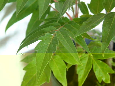 particolare foglia / bignonia-forse3b.JPG bignonia-forse3b.JPG