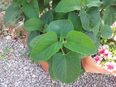 20140628_160552.jpg (110.16 KiB) Osservato 495 volte 20140628_160552.jpg