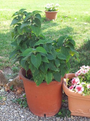 20140628_160603.jpg (134.48 KiB) Osservato 523 volte 20140628_160603.jpg