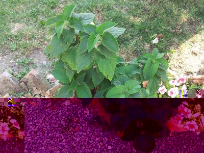 20140628_160546.jpg (164.19 KiB) Osservato 523 volte 20140628_160546.jpg