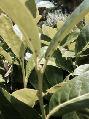 image (1)50.jpg (48.29 KiB) Osservato 695 volte image (1)50.jpg