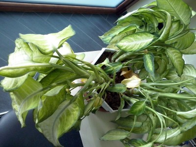 Pianta "appassita" (foto1) / CAM00302.jpg CAM00302.jpg