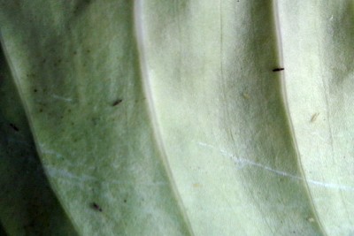 Dettaglio insetti (foto 2) / CAM00303.jpg CAM00303.jpg