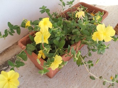 Pianta gialla.JPG (61.52 KiB) Osservato 691 volte Pianta gialla.JPG