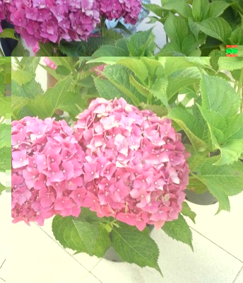 pianta a luglio / IMG-20140906-WA0000.jpg IMG-20140906-WA0000.jpg