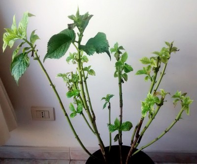 pianta oggi / IMG_20140906_093156325.jpg IMG_20140906_093156325.jpg