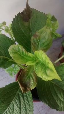 IMG_20140906_093116515.jpg (230.57 KiB) Osservato 548 volte IMG_20140906_093116515.jpg