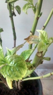 IMG_20140906_093229348_HDR.jpg (224.07 KiB) Osservato 548 volte IMG_20140906_093229348_HDR.jpg