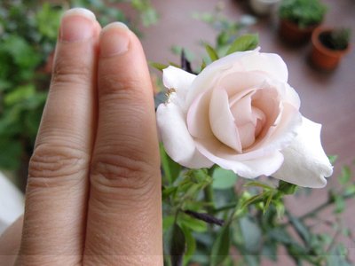 COME SONO ADESSO / RIDIM Rosa piccolissima.jpg RIDIM Rosa piccolissima.jpg