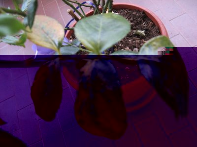 Foglia rosa malva 1 / RIDIM Foglia di rosa malva.jpg RIDIM Foglia di rosa malva.jpg