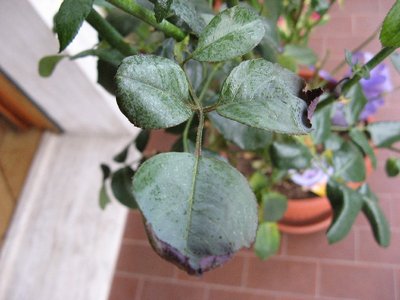 Foglia rosa malva 2 / RIDIM Foglia di rosa malva 2.jpg RIDIM Foglia di rosa malva 2.jpg