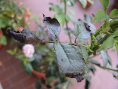 Foglia rosa malva 3 / RIDIM Foglia di Rosa Malva 3.jpg RIDIM Foglia di Rosa Malva 3.jpg