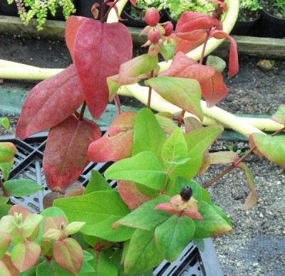 red1-600px.jpg (132.75 KiB) Osservato 500 volte red1-600px.jpg