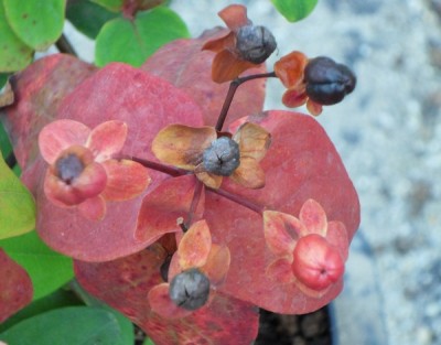 red4-600px.jpg (108.53 KiB) Osservato 517 volte red4-600px.jpg