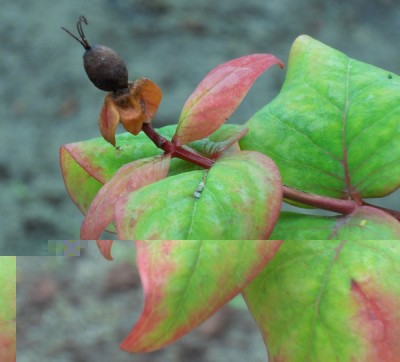 red-6-600px.jpg (116.98 KiB) Osservato 500 volte red-6-600px.jpg