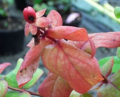 red8-600px.jpg (116.39 KiB) Osservato 500 volte red8-600px.jpg