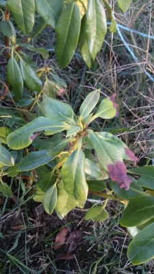 IMG-20140925-WA0008.jpg (157.1 KiB) Osservato 556 volte IMG-20140925-WA0008.jpg