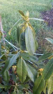 IMG-20140925-WA0009.jpg (145.53 KiB) Osservato 556 volte IMG-20140925-WA0009.jpg