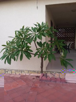 pomelia.jpg (33.7 KiB) Osservato 572 volte pomelia.jpg