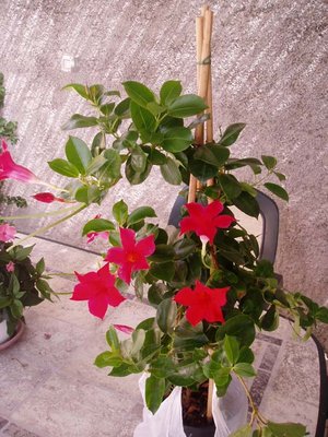 Ciao a tutti ho bisogno di aiuto ho comprato questa pianta ma non mi hanno saputo dire il nome. qualcuno può aiutarmi? CIAO E GRAZIE / PICCOLA 2.jpg PICCOLA 2.jpg