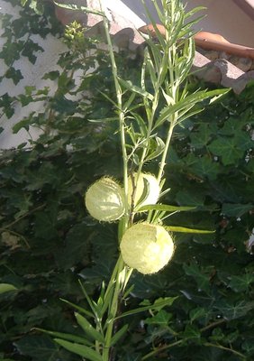 Fiorepalla3.JPG (309.73 KiB) Osservato 912 volte Fiorepalla3.JPG