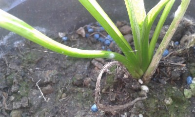 20150209_091105 (Copia).jpg (205.87 KiB) Osservato 522 volte 20150209_091105 (Copia).jpg