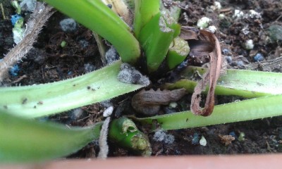 20150206_103708 (Copia).jpg (178.87 KiB) Osservato 495 volte 20150206_103708 (Copia).jpg