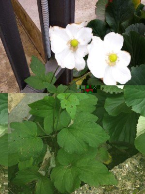 20131219_141534.jpg (121.34 KiB) Osservato 609 volte 20131219_141534.jpg