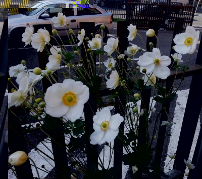 carmen galaxy 007.jpg (260.88 KiB) Osservato 609 volte carmen galaxy 007.jpg